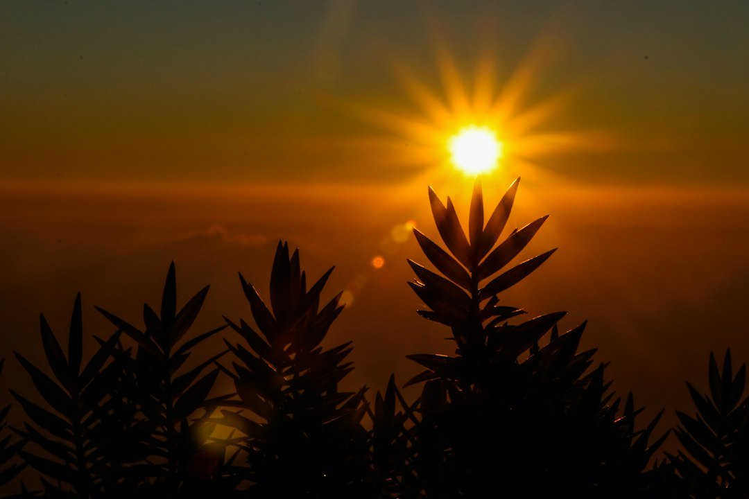 Plantas em silhueta diante de um pôr do sol tranquilo
